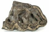 Partial Gomphothere (Mastodon Relative) Molar - South Carolina #235817-1